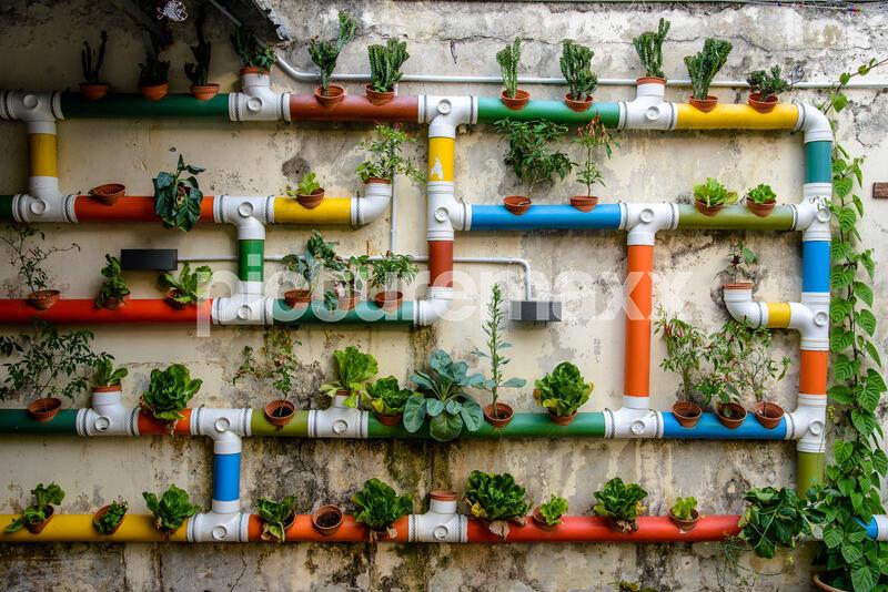 Urban Gardening, Malacca, Malaysia