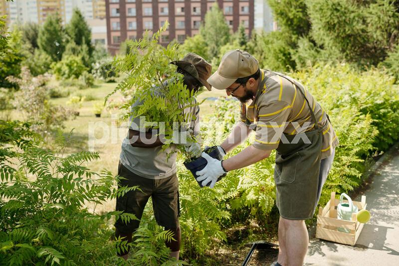 Middle aged Black man and middle aged Caucasian man planting shrub together in urban park, both wearing hats and gloves, collaborating on gardening project surrounded by greenery