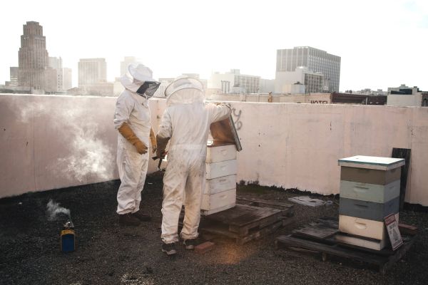 Urban Beekeeping