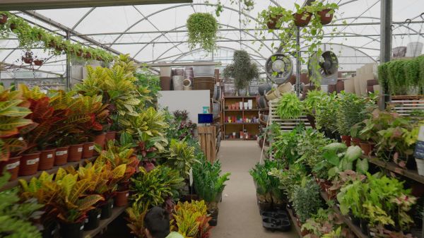Interior of a plant store.