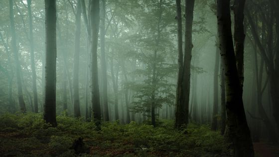 foggy forest