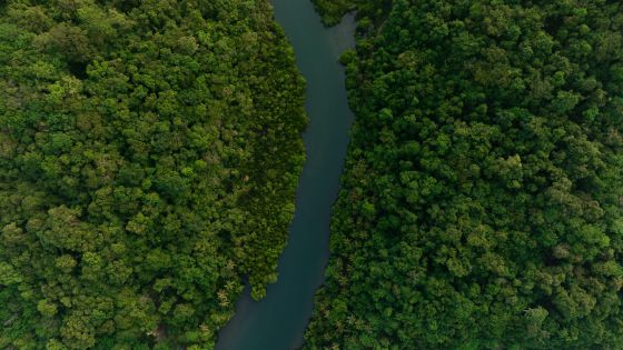 Aerial view of dark green forest and river.
