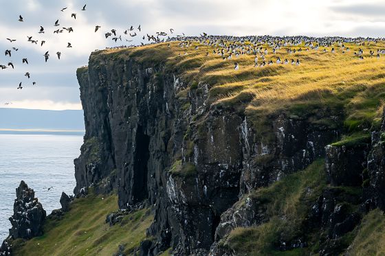 Birds nesting on a cliffside in Iceland.