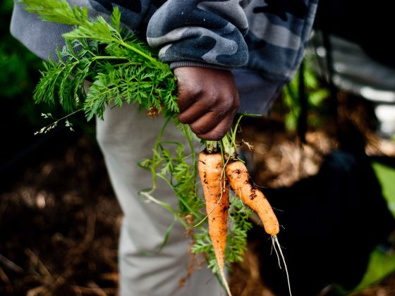 Urban School Garden
