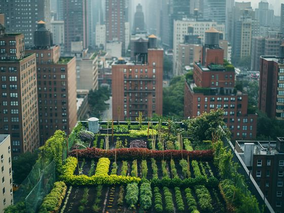 Urban rooftop garden with vegetables in wooden boxes.