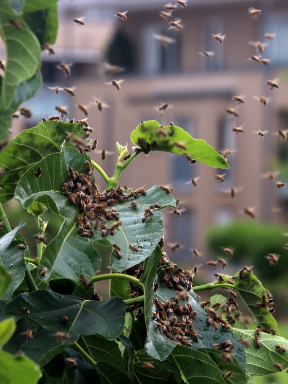Concept of urban beekeeping - Swarming honeybee colony with urban background. AI generated.