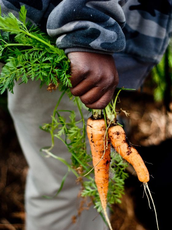 Urban School Garden