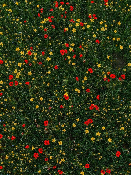 Aerial view of vibrant floral field