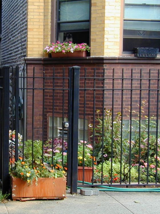 West side Chicago urban chicken rooster on the loose.