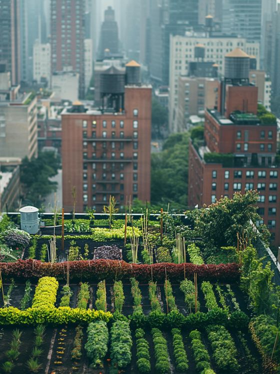 Urban rooftop garden with vegetables in wooden boxes.