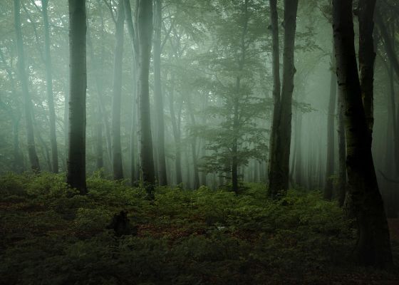 foggy forest