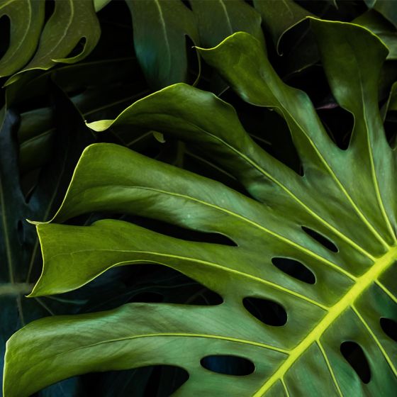 Plant