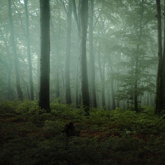 foggy forest