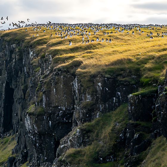 Birds nesting on a cliffside in Iceland.