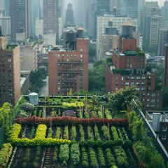 Urban rooftop garden with vegetables in wooden boxes.